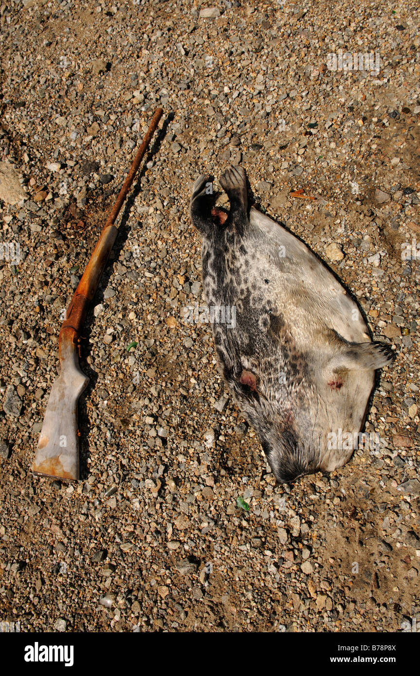 Alten Gewehr und tot in der Nähe von Tineteqilag, Ikasartivaq-Fjord, Ostgrönland, Grönland Dichtung Stockfoto