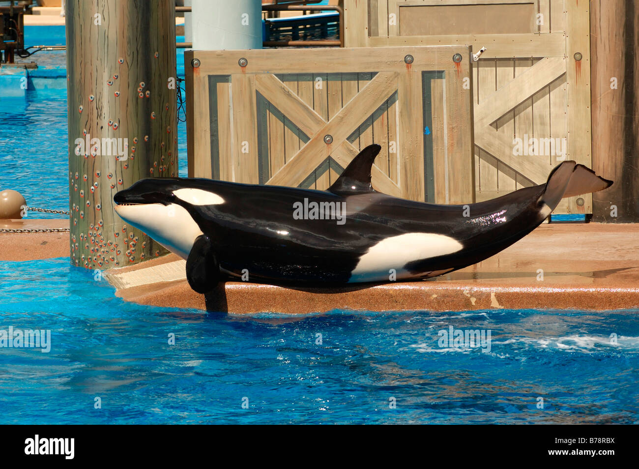 Orca-show, SeaWorld Adventure Park in Orlando, Florida, USA, Nordamerika Stockfoto