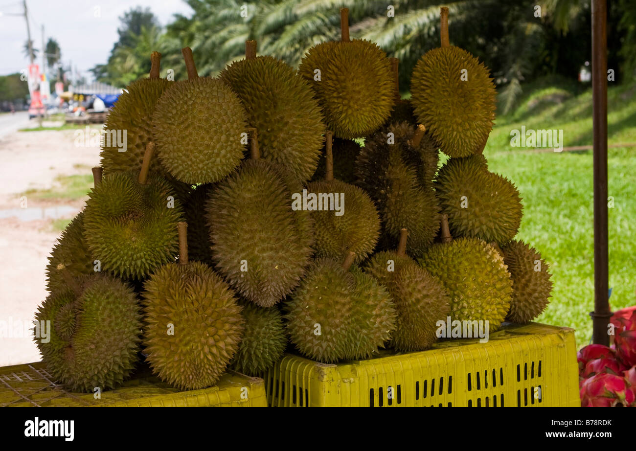 Durian zum Verkauf an einem Straßenrand stall Stockfoto