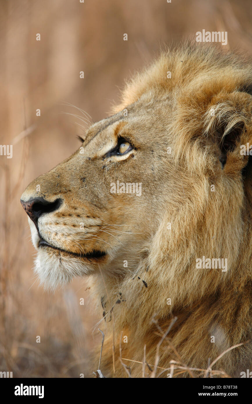 Engen Porträt eines männlichen Löwen blickt nach oben Stockfoto