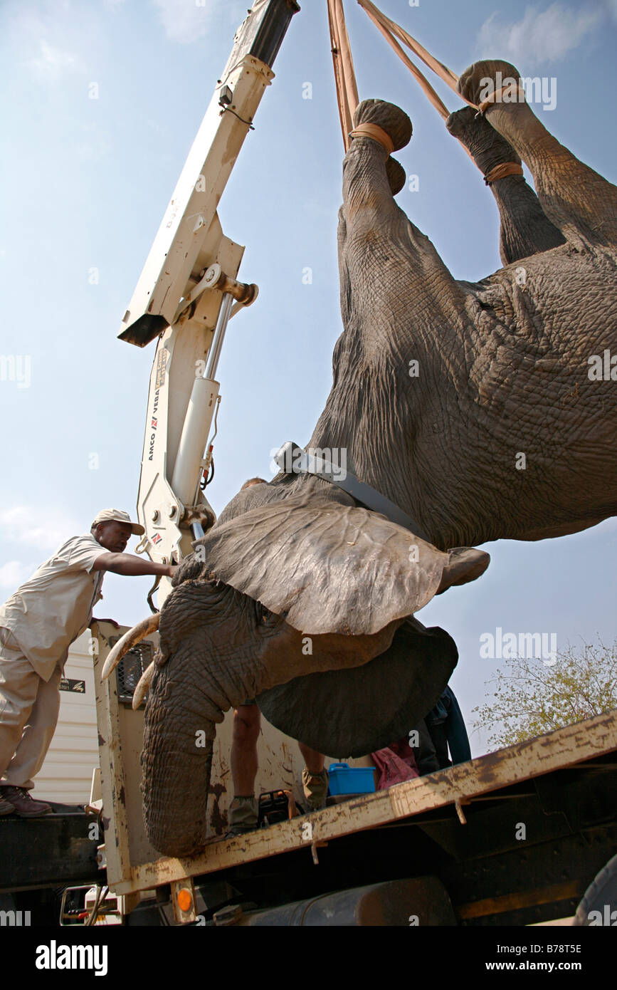 Ein Spiel Capture Team hisst sedierten Elefanten mit einem Kran auf einen Tieflader für Translokation in einen anderen Bereich laden Stockfoto
