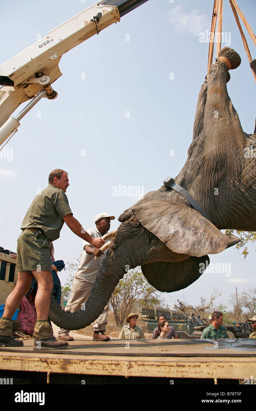 Ein Spiel Capture Team hisst sedierten Elefanten mit einem Kran auf einen Tieflader für Translokation in einen anderen Bereich laden Stockfoto