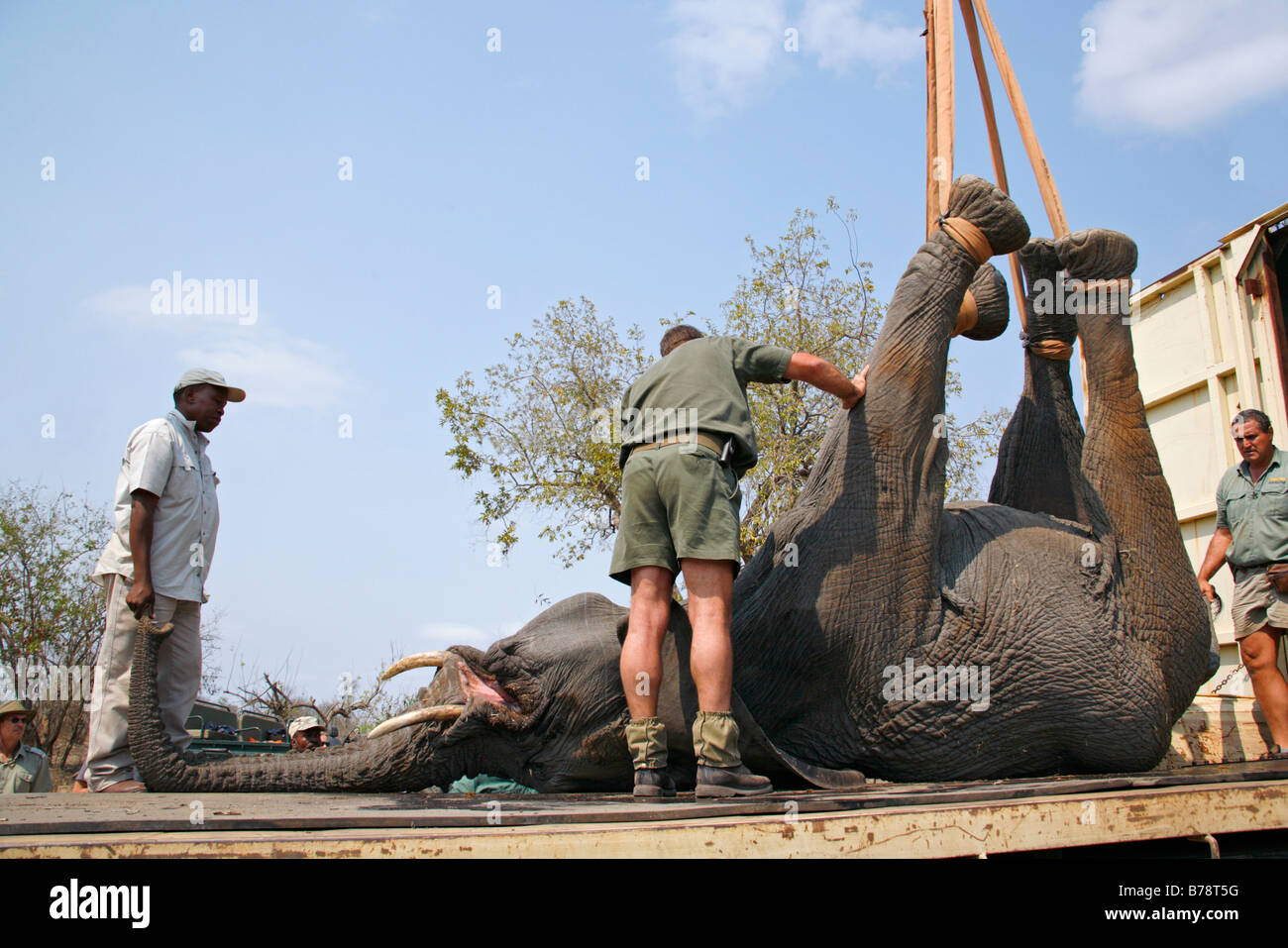 Ein Spiel Capture Team hisst eine sediert Elefant einen Tieflader während Translokation. Stockfoto