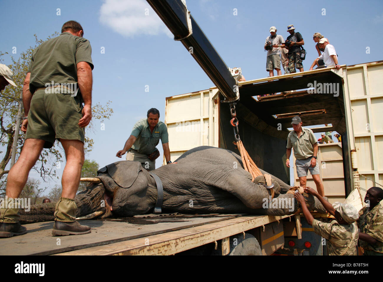 Ein Spiel Capture Team bewegen ein sediert Elefant für Umzug Stockfoto