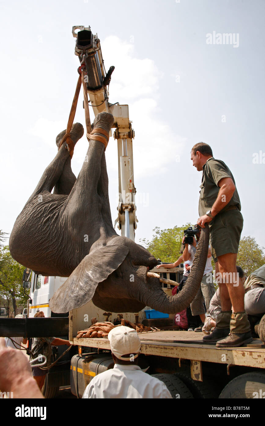 Während der Translokation ist ein sediert Elefant auf einen Tieflader geladen Stockfoto