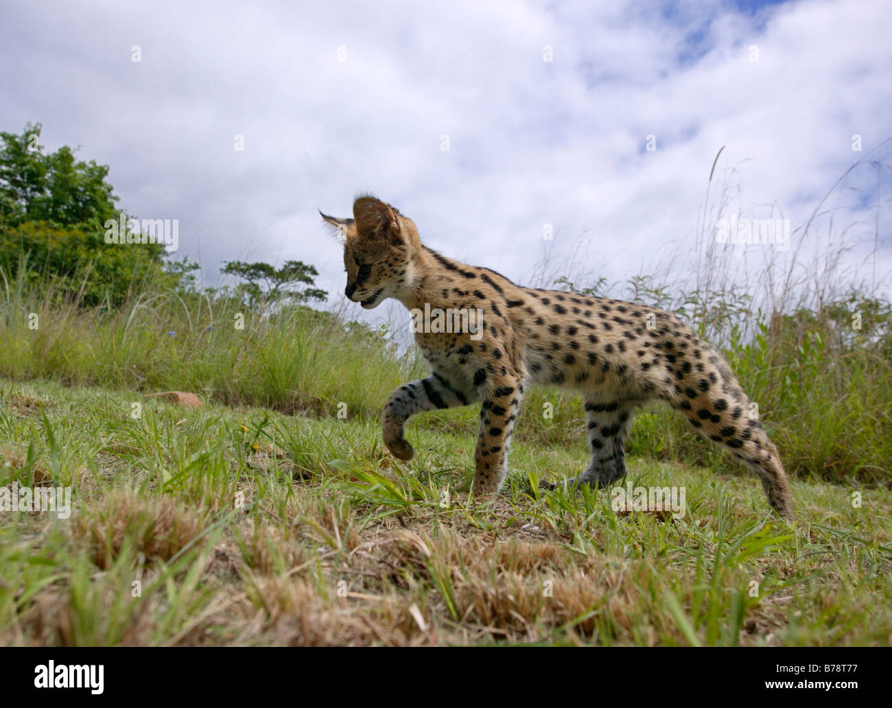 Eine junge Serval Nahrungssuche in kurzen Rasen Stockfoto