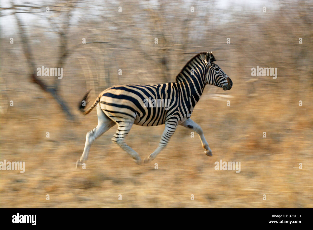 Burchells Zebra ausgeführt Stockfoto