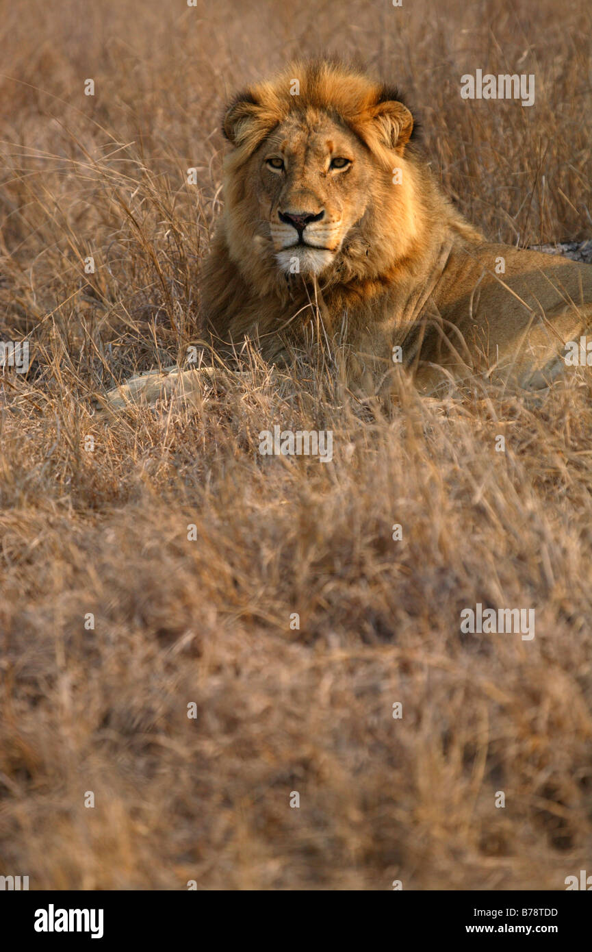 Männlicher Löwe ruht in trockene Steppe Stockfoto