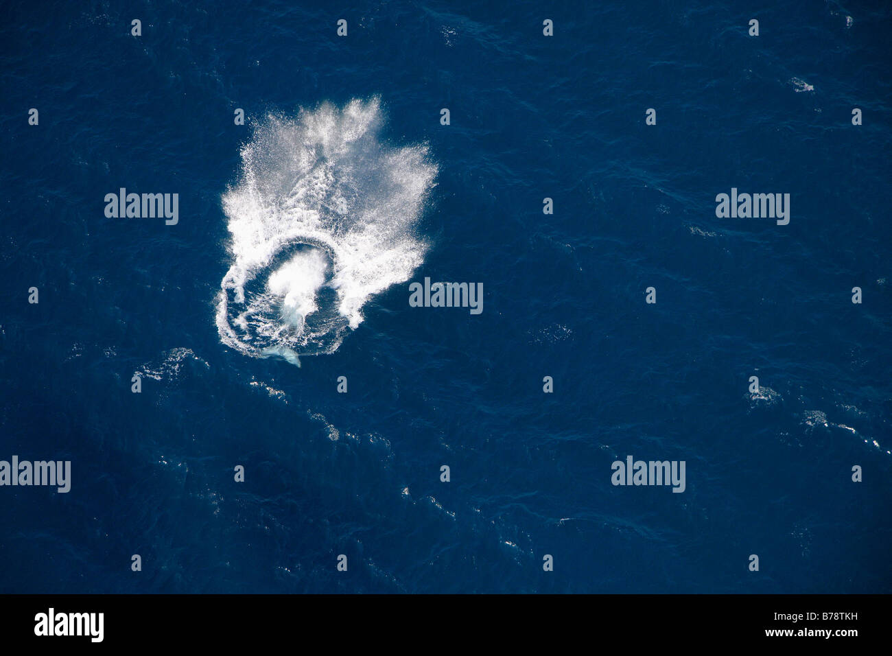 Luftaufnahme der Splash nach ein Buckel zurück Wal verletzt Stockfoto