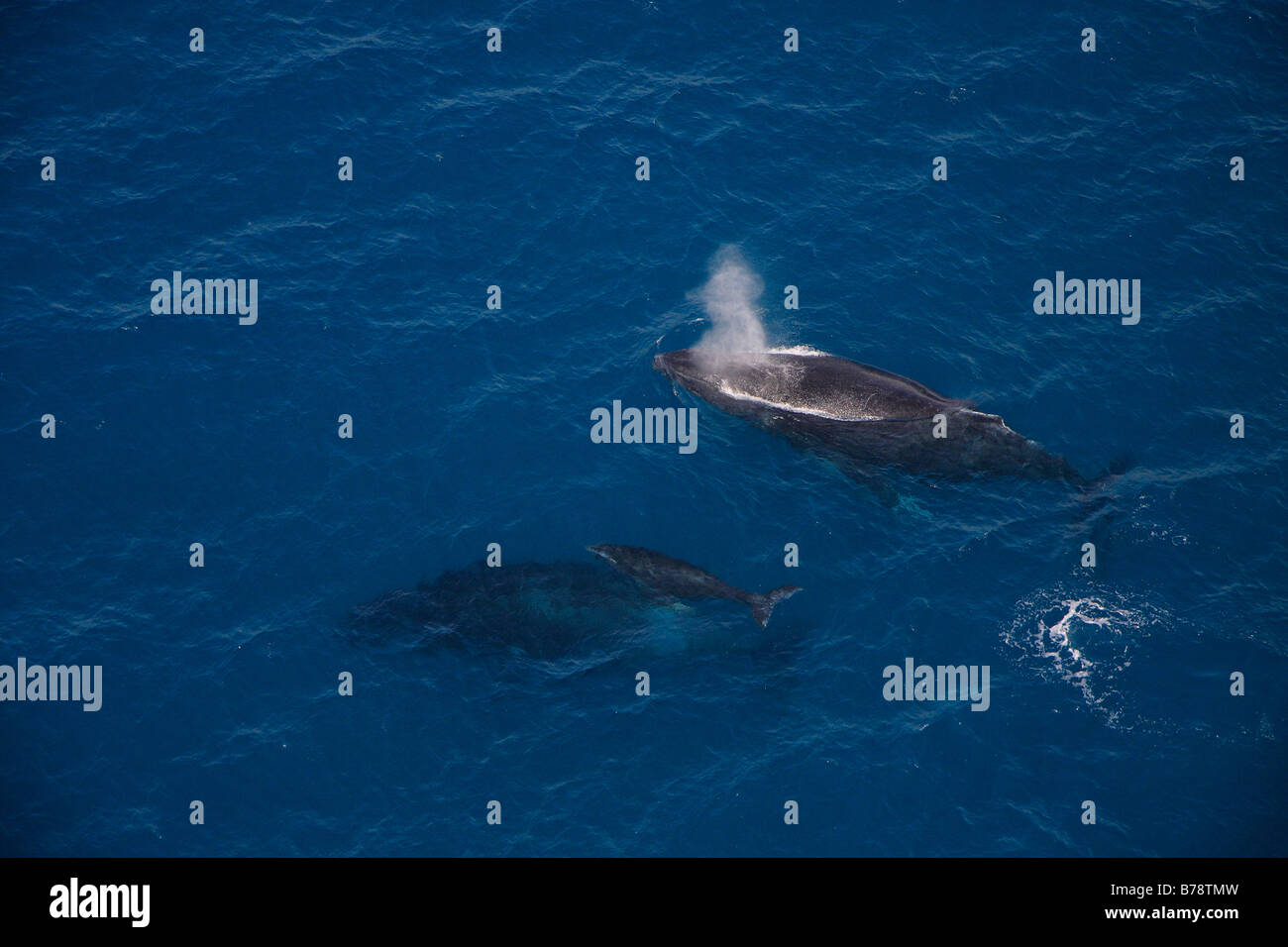 Luftaufnahme von zwei Höcker unterstützt Wale und Kalb Stockfoto