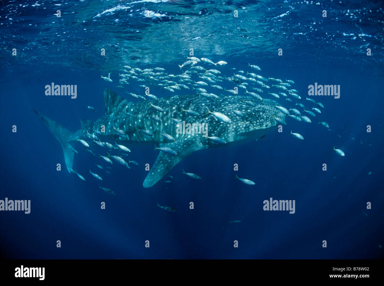 Whale Shark (Rhincodon Typus) Schwimmen unter der Oberfläche des Meeres, Ari Atoll, Malediven, Indischer Ozean, Asien Stockfoto