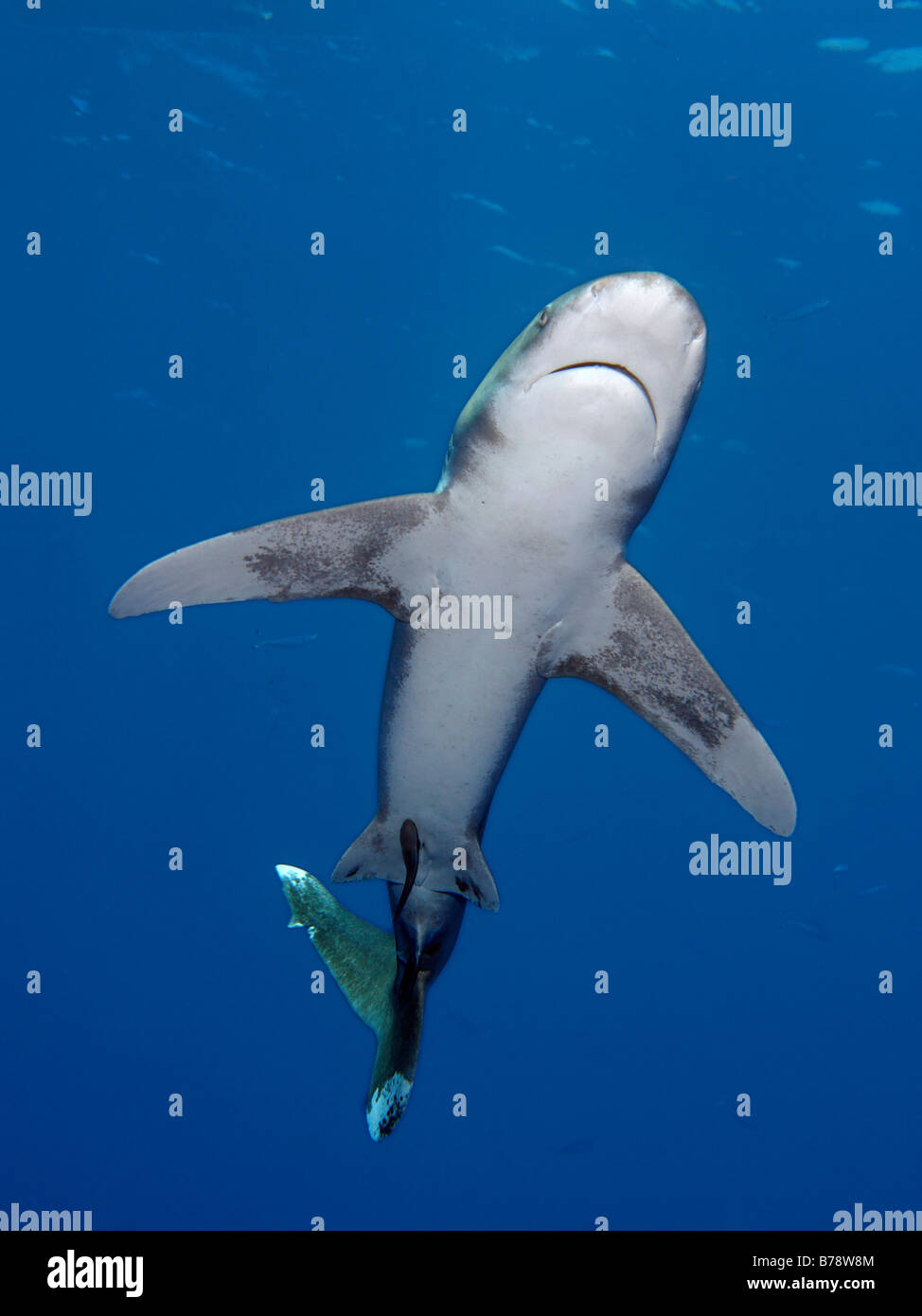 Ozeanische Weißspitzen Hai (Carcharhinus Longimanus) im blauen Wasser von unten, Daedalus Riff, Hurghada, Rotes Meer, Ägypten, Afrika Stockfoto