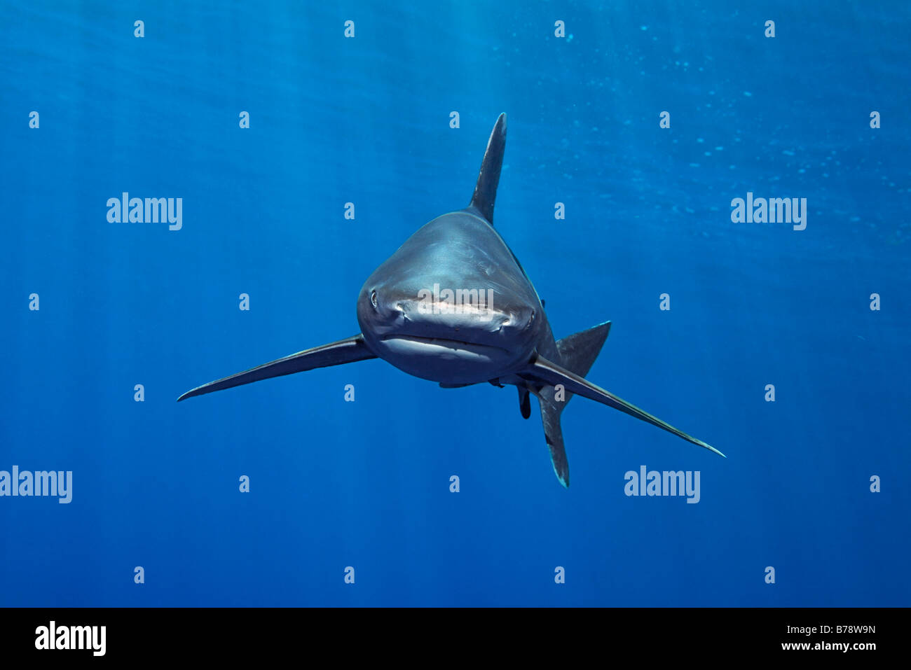 Ozeanische Weißspitzen Hai (Carcharhinus Longimanus) im blauen Wasser, frontal, Daedalus Riff, Hurghada, Rotes Meer, Ägypten, Afrika Stockfoto