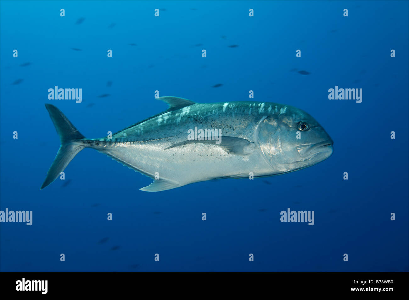 Giant Trevally (Caranx Ignobilis) Schwimmen im blauen Wasser, Brother Islands, Hurghada, Rotes Meer, Ägypten, Afrika Stockfoto