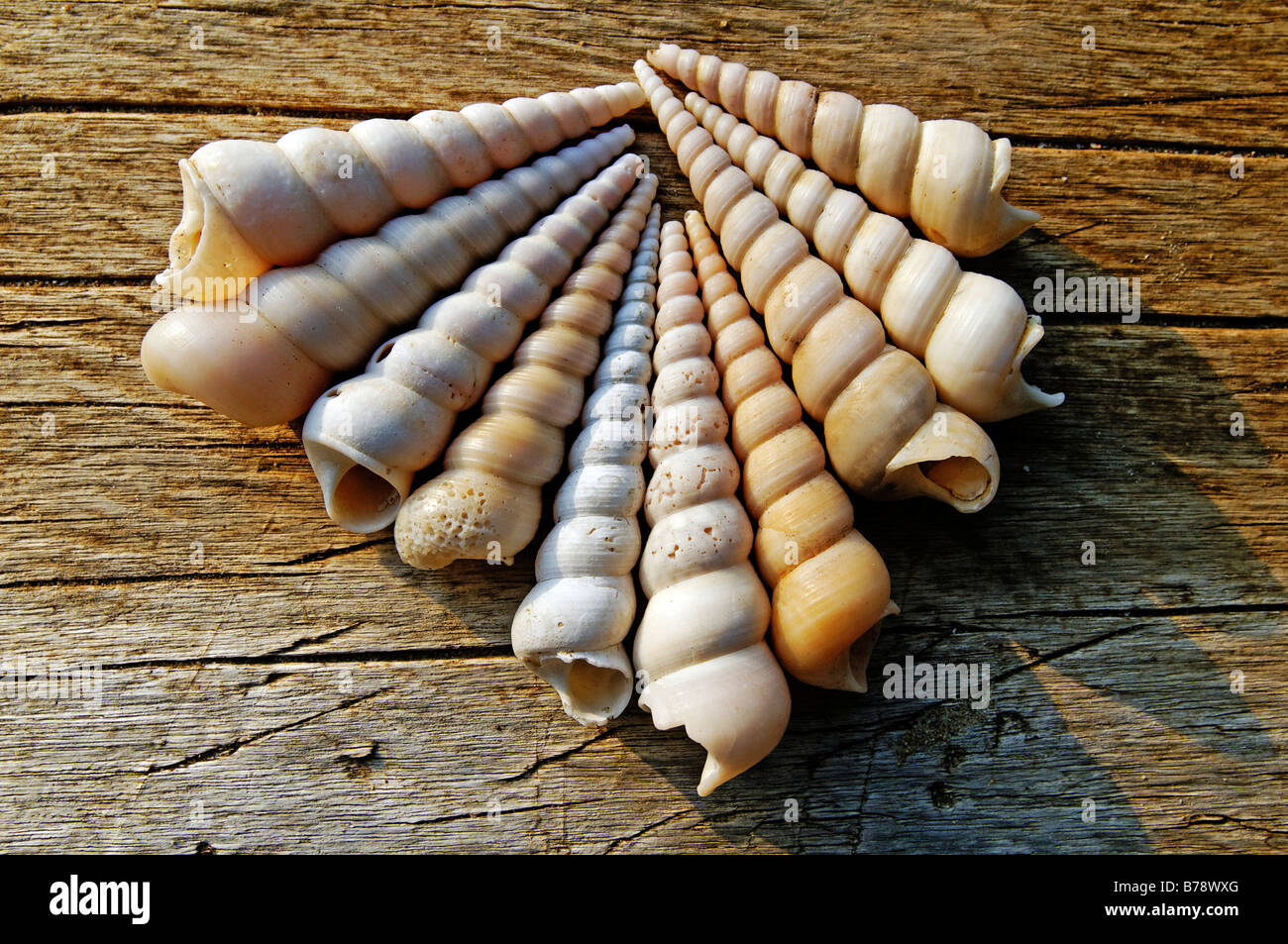 Muscheln auf Holzoberfläche, Cape-York-Halbinsel, Queensland, Australien Stockfoto