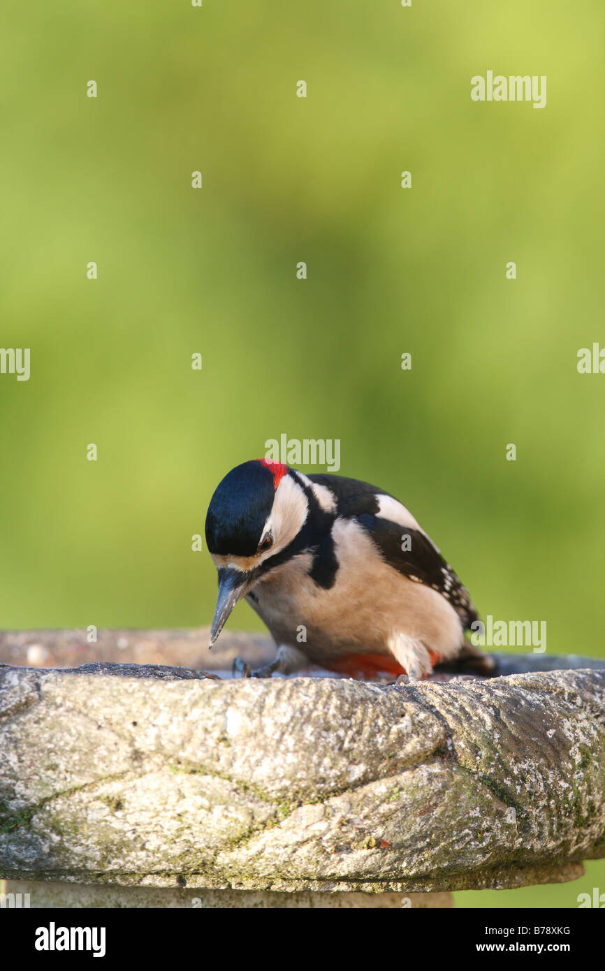 Dendrocopus major GREAT SPOTTED WOODPECKER ON eingefroren VOGELBAD Stockfoto