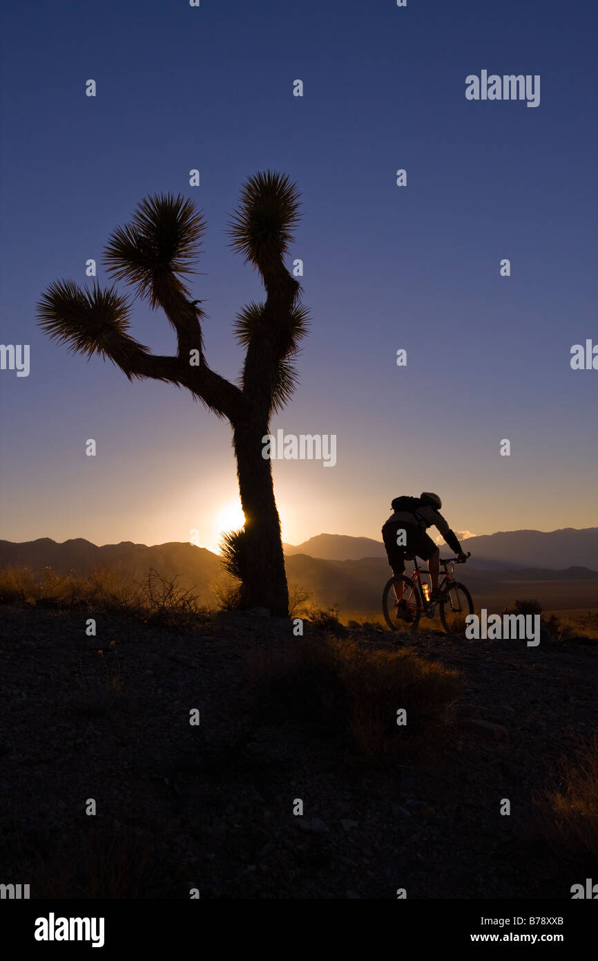 Eine Silhouette eines Bikers durch einen Joshua Baum bei Sonnenuntergang in der Nähe von Lone Pine in Kalifornien Stockfoto