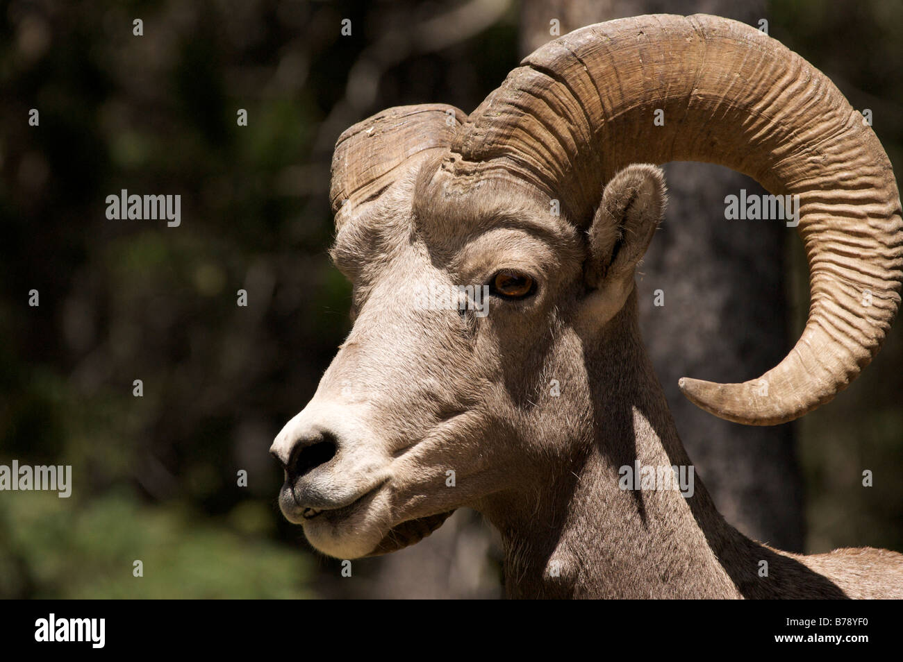 Big Horn Schafe Profil Stockfoto