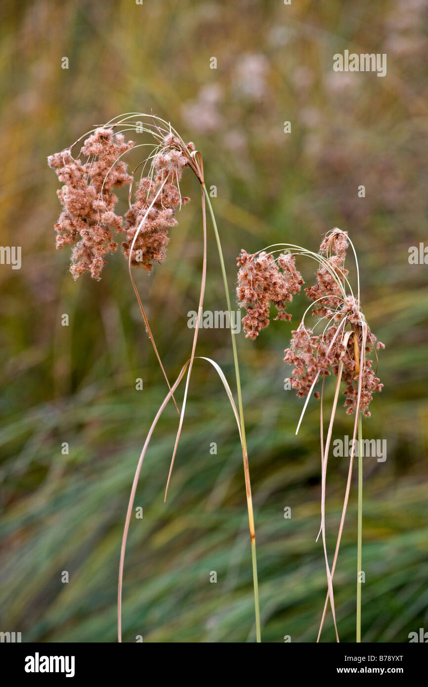 EINHEIMISCHE Gräser machen Farben im Herbst im YOSEMITE VALLEY YOSEMITE Nationalpark, Kalifornien Stockfoto