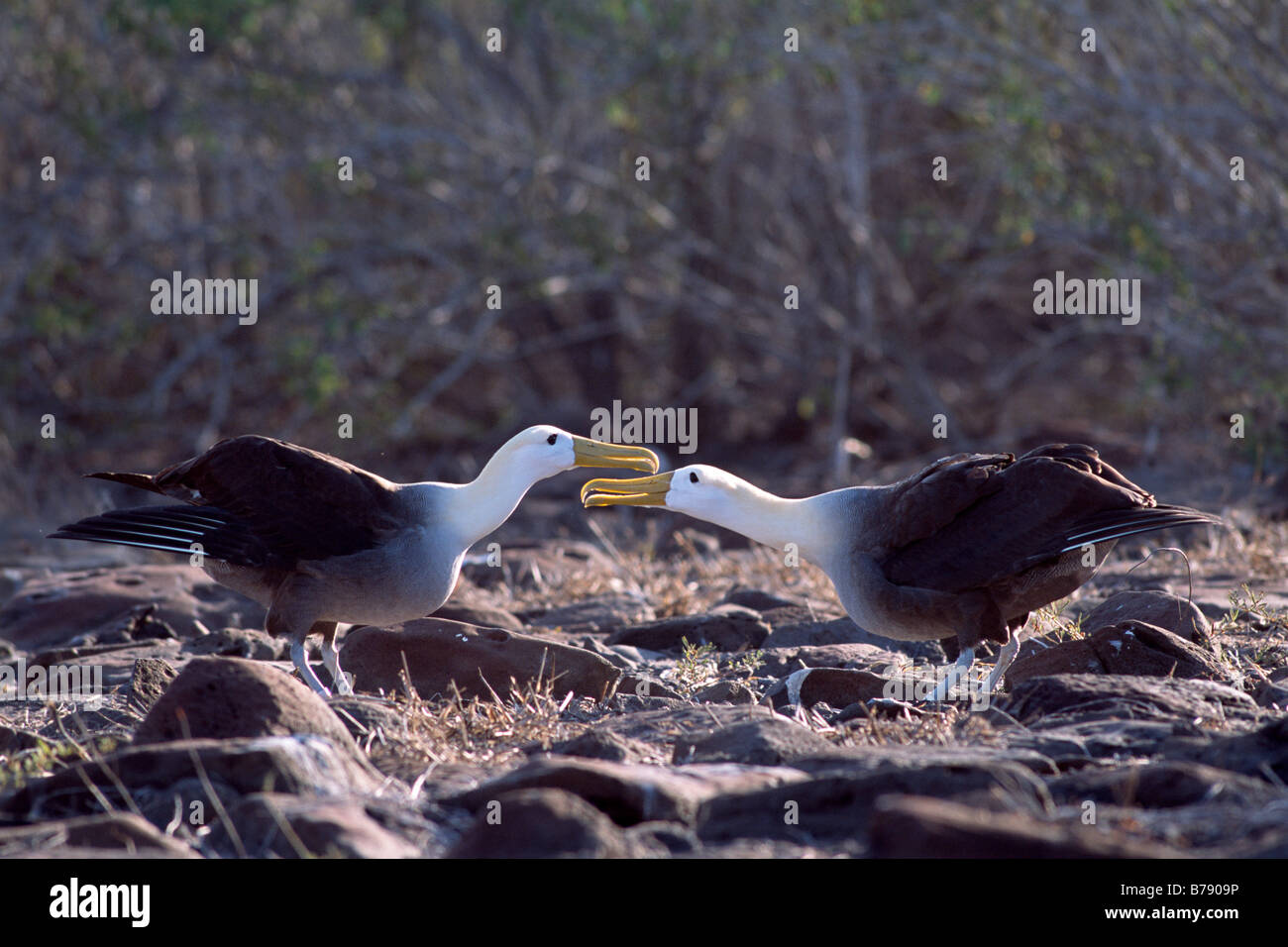 Winkte paar Albatros (Diomedea Irrorata) Balztanz, Insel Espanola, Galapagos Inseln, Galapagos-Inseln, Ecuador, Süd A Stockfoto