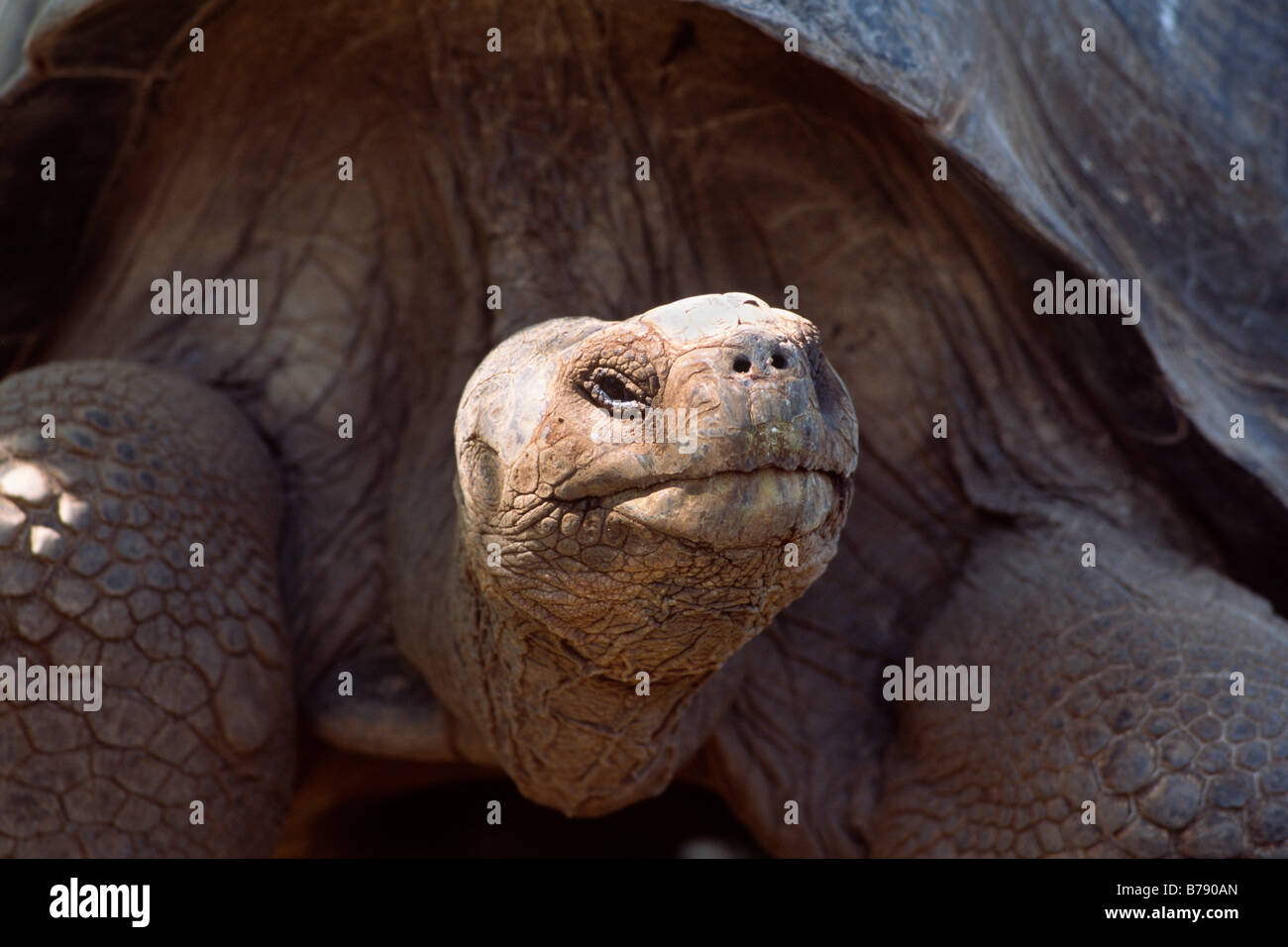 Porträt der Galapagos-Riesenschildkröte (Geochelone Elephantopus) in der Charles Darwin Station in Puerto Ayora, Insel Santa Cruz, Stockfoto