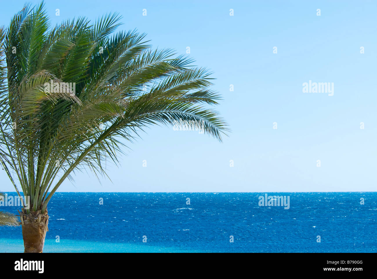 tropischer Palmen Baum und blau Ozean Stockfoto