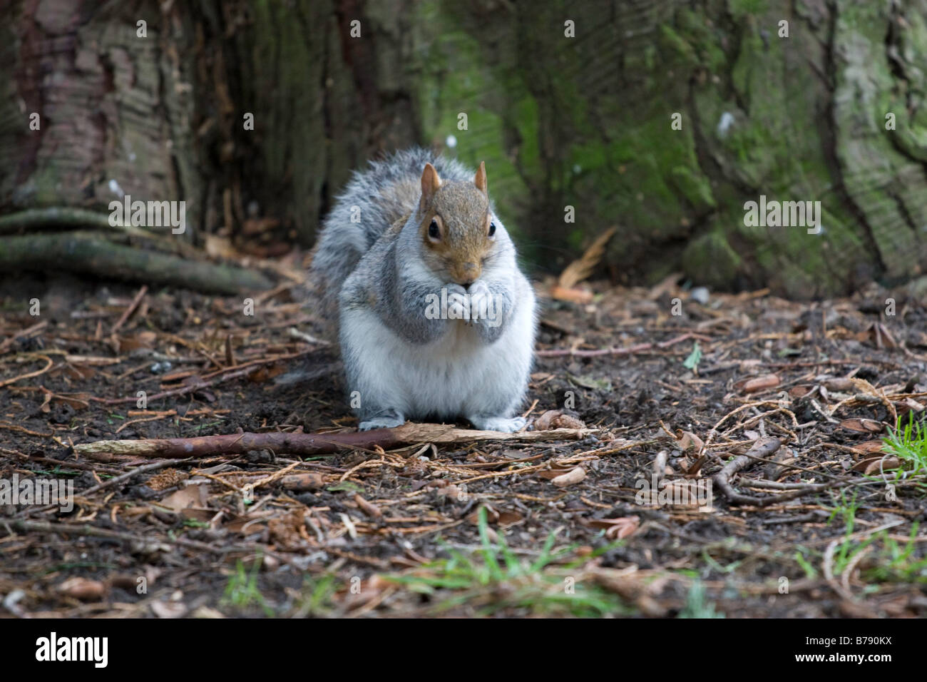 Graue Squirell Stockfoto