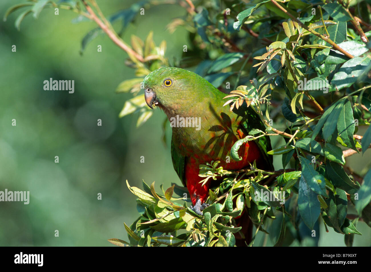 Australische König Papagei (Alisterus Scapularis), Weiblich, Lamington Nationalpark, Queensland, Australien Stockfoto