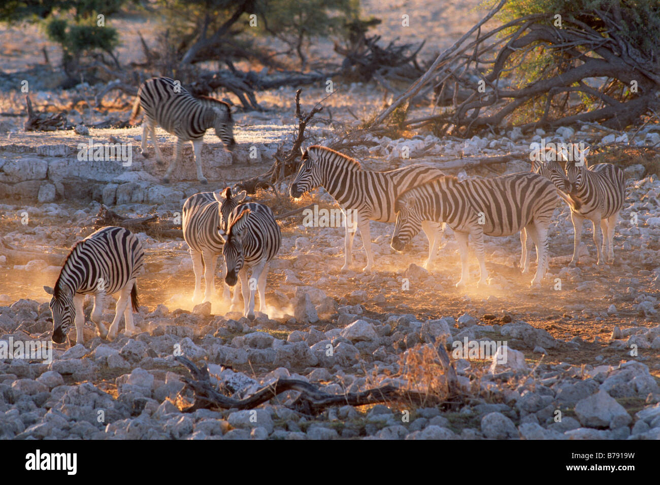 Ebenen Zebra (Equus Quagga früher Equus Burchelli), Hintergrundbeleuchtung, Etosha Nationalpark, Namibia, Afrika Stockfoto