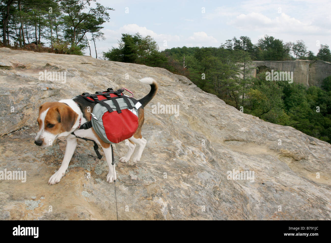 Hund Rucksack Wanderung Red River gorge kentucky Stockfoto