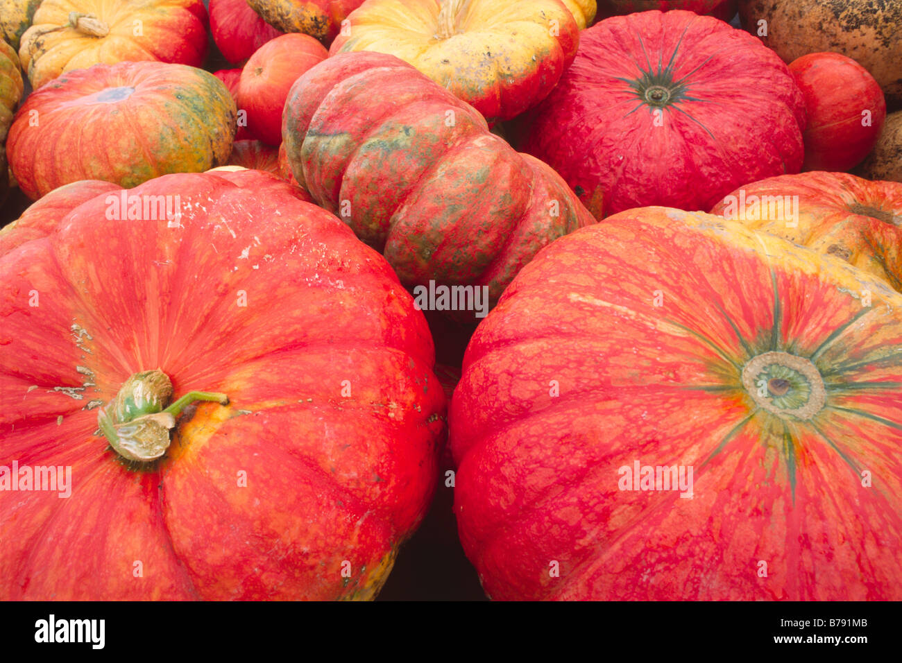 Kürbisse (Cucurbita), Nord-Tirol, Österreich, Europa Stockfoto