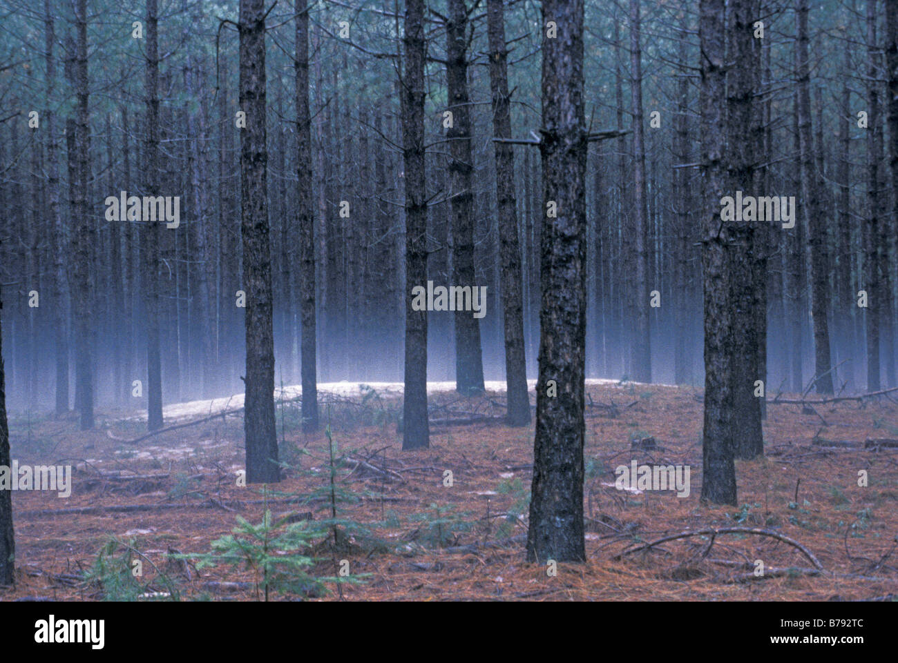 Schnee auf einem Indianischen Grabhügel in der Nähe des Wolf River Wisconsin. Foto Stockfoto