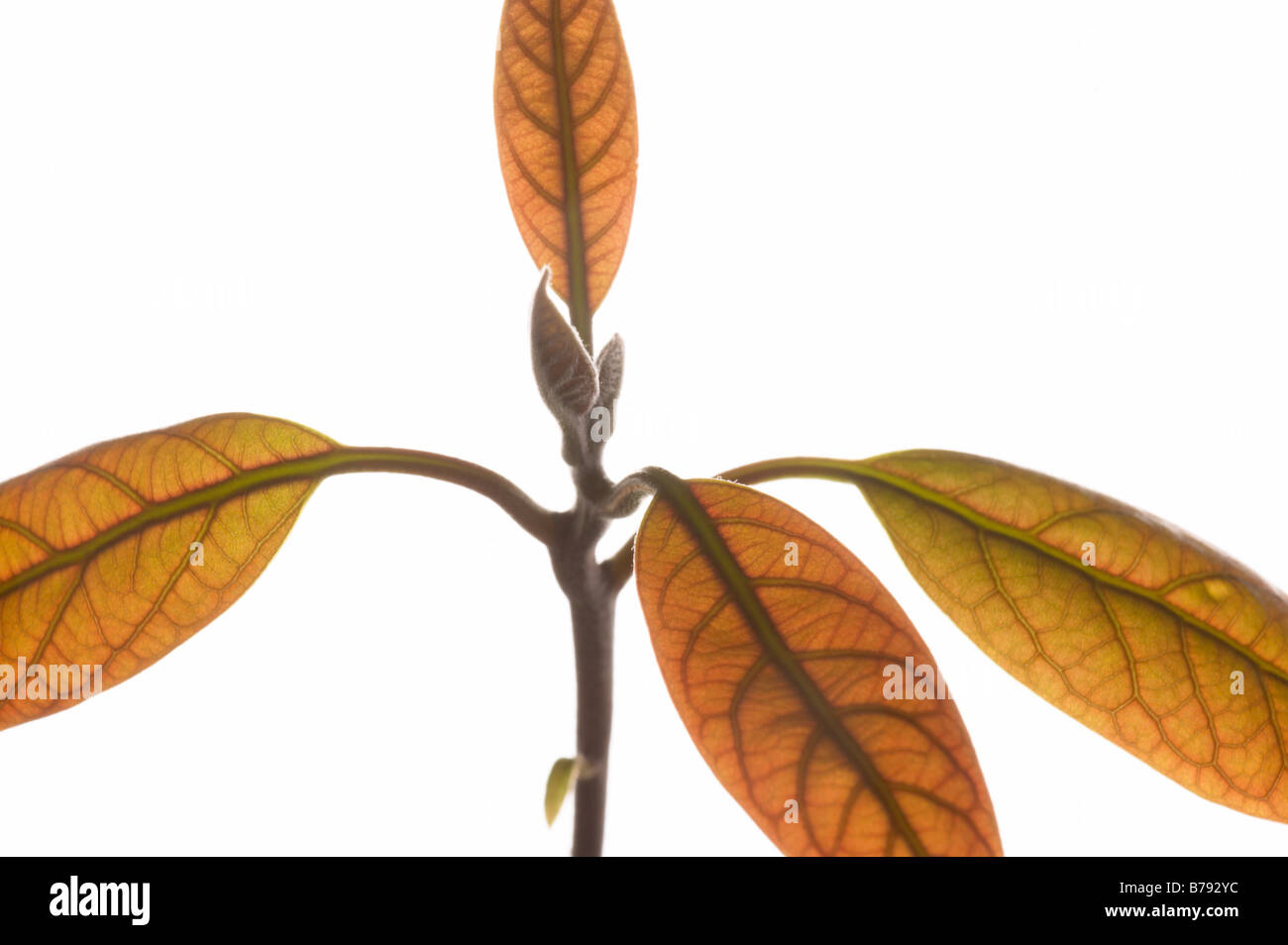 Avocado Pflanze (Persea Americana), close-up der Blätter Stockfoto