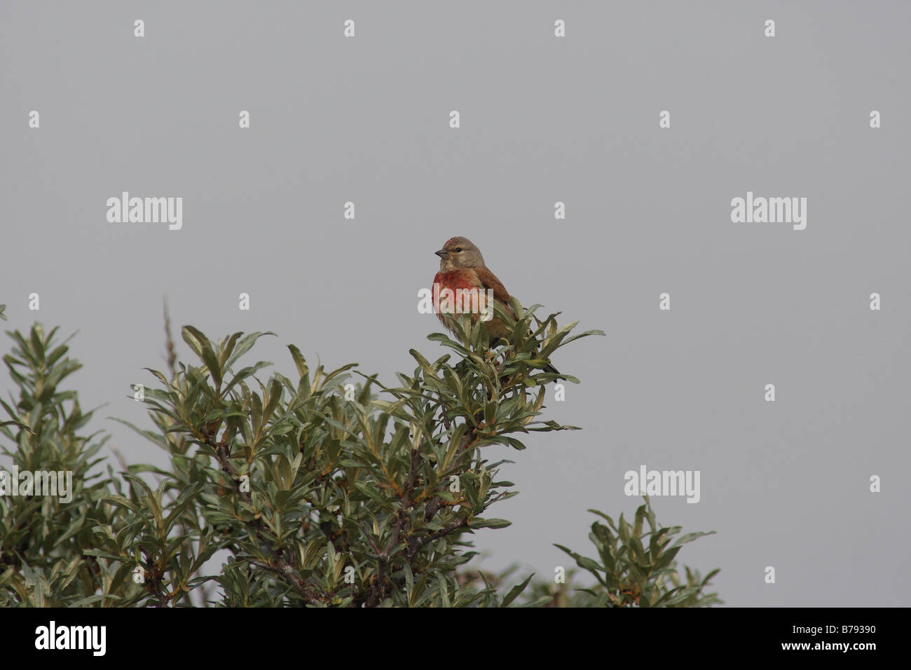 Hänfling männlich Stockfoto