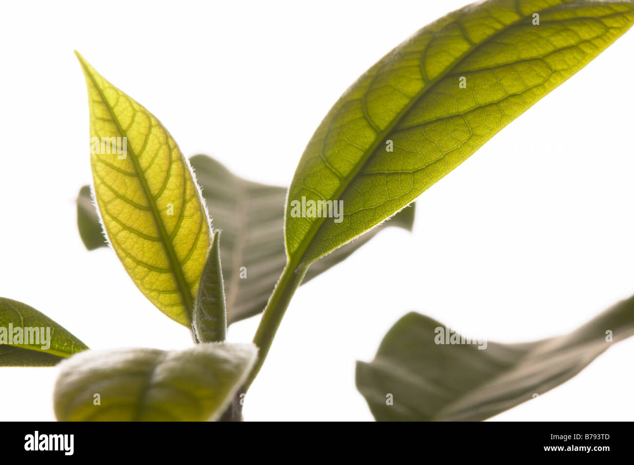 Avocado Pflanze (Persea Americana), close-up der Blätter Stockfoto