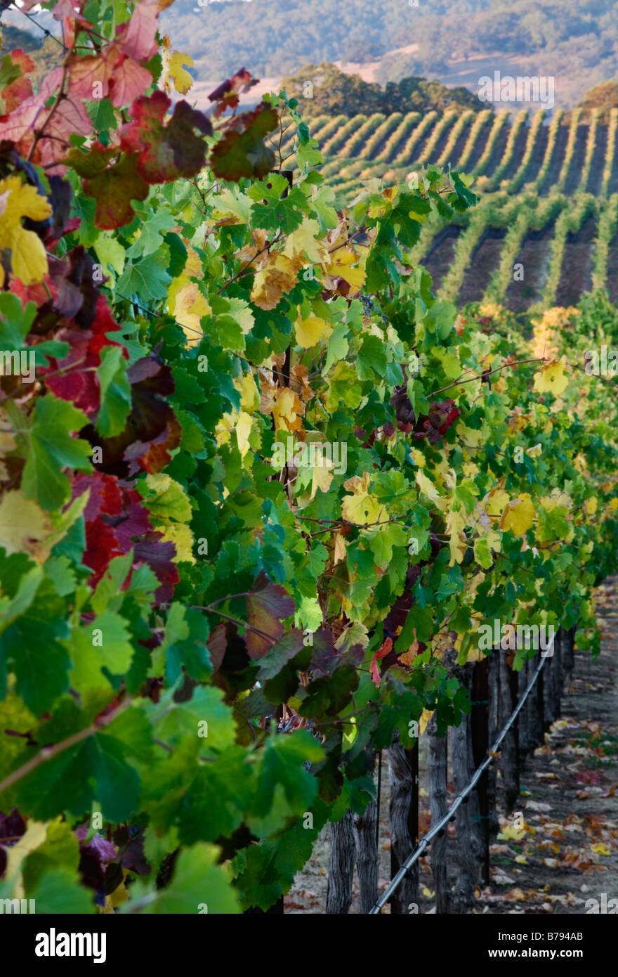 Weinberge drehen Farben im Herbst in ALEXANDER VALLEY HEALDSBURG CALIFORNIA Stockfoto