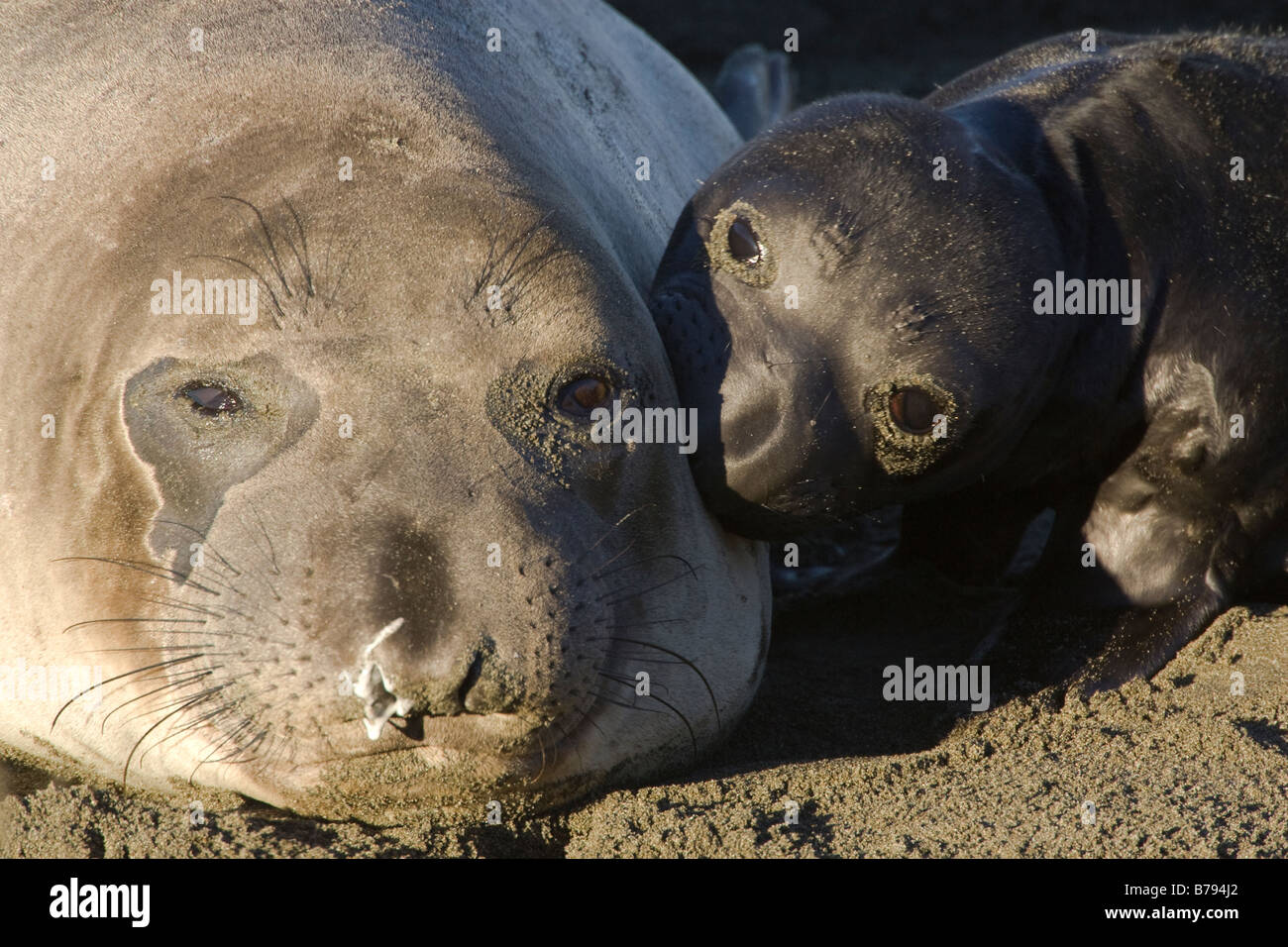 See-Elefant Kuh und Pup Mirounga angustirostris Stockfoto