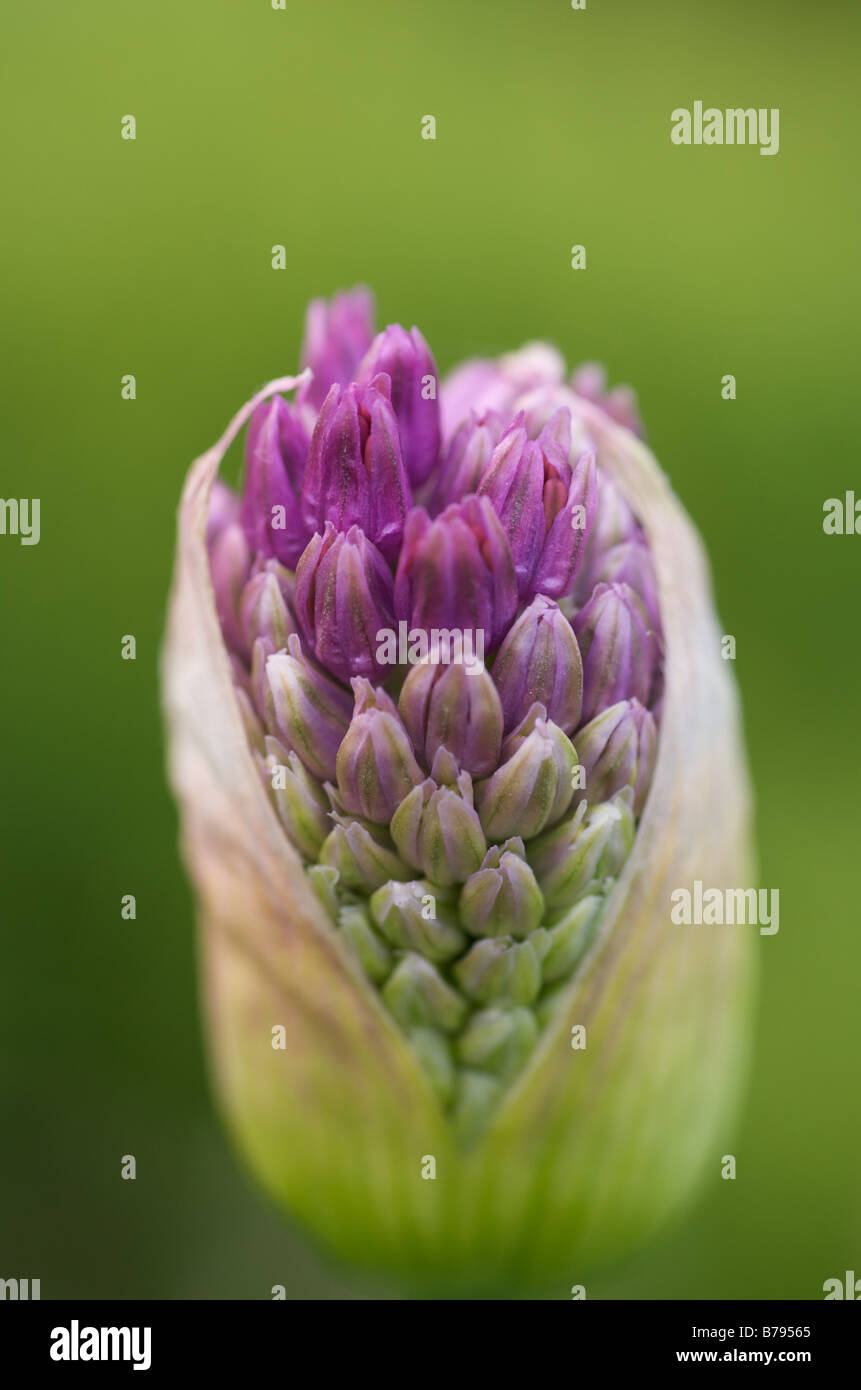 Eine Nahaufnahme Makro eine Öffnung lila Allium Blume (Bud) Stockfoto