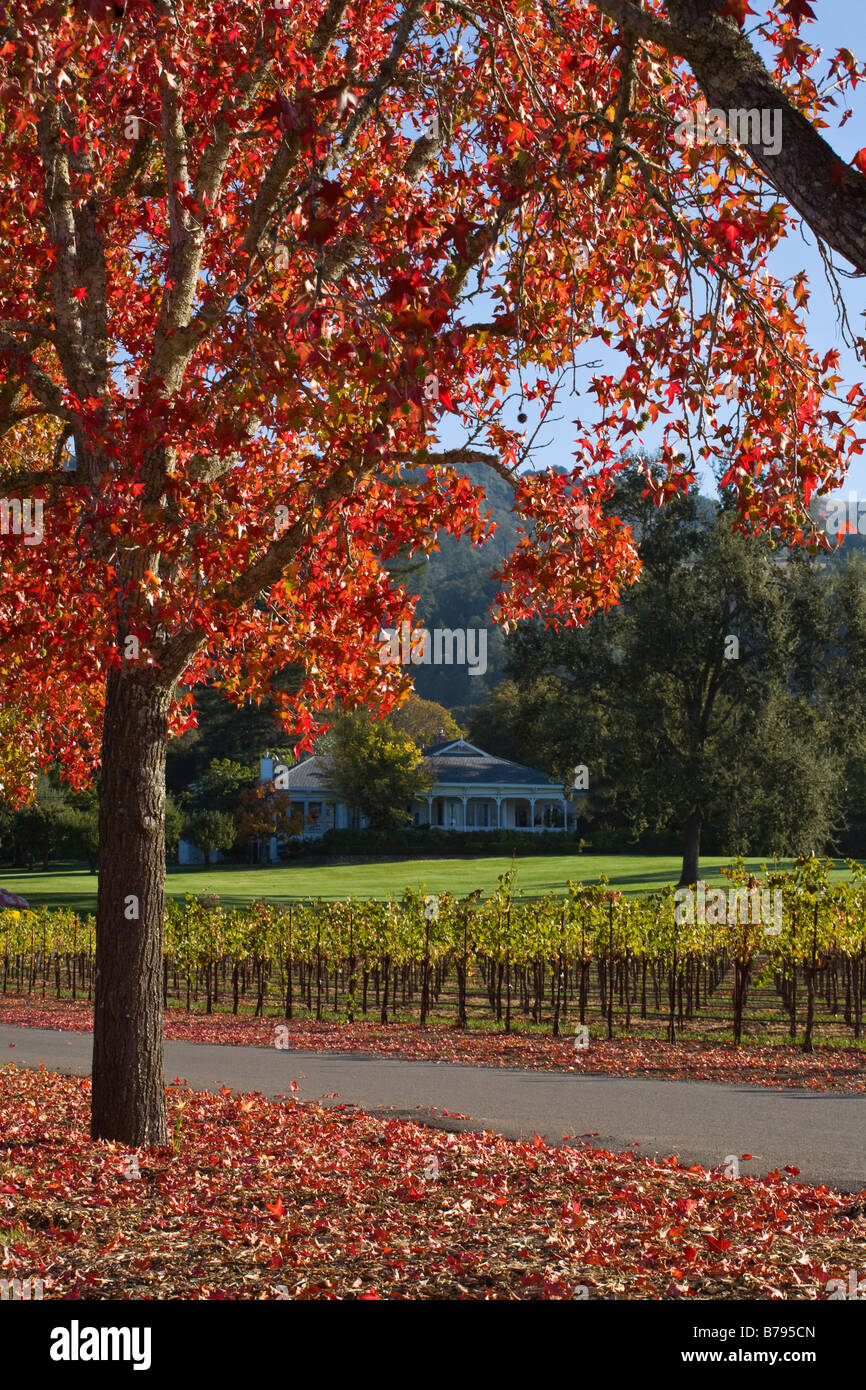 Weinberg und Baum gesäumten Gasse von einem Landgut im Herzen von ALEXANDER VALLEY HEALDSBURG CALIFORNIA Stockfoto