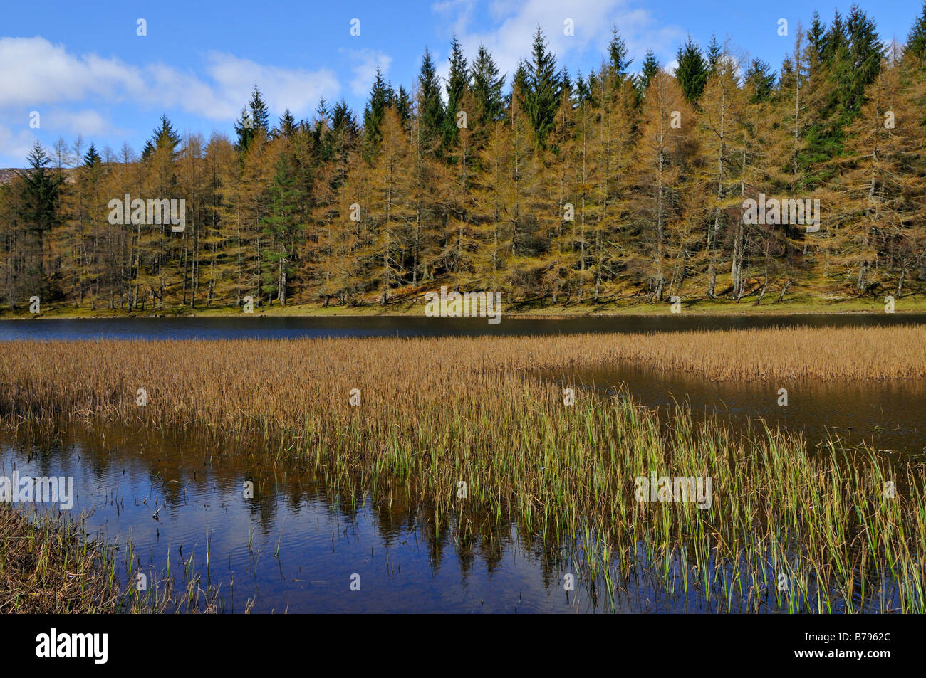 Tanne und Kiefer Mischwälder zu reflektieren, im noch Schilf gesäumten Wasser des Loch Iubhair Glen Dochart Perthshire Schottland, Vereinigtes Königreich Stockfoto