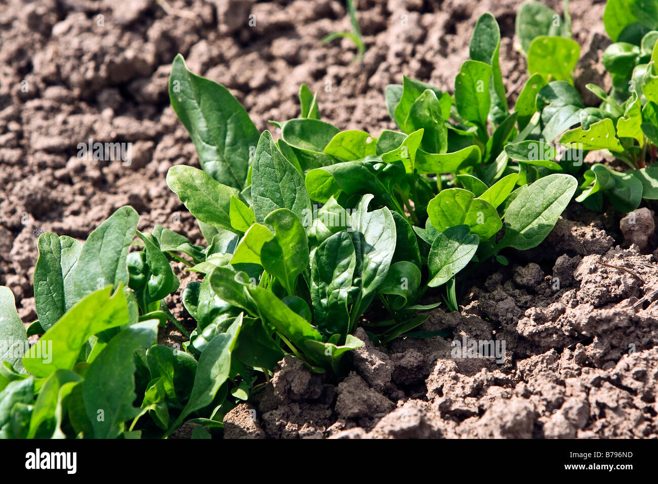 Spinat (Spinacia Oleracea) Stockfoto