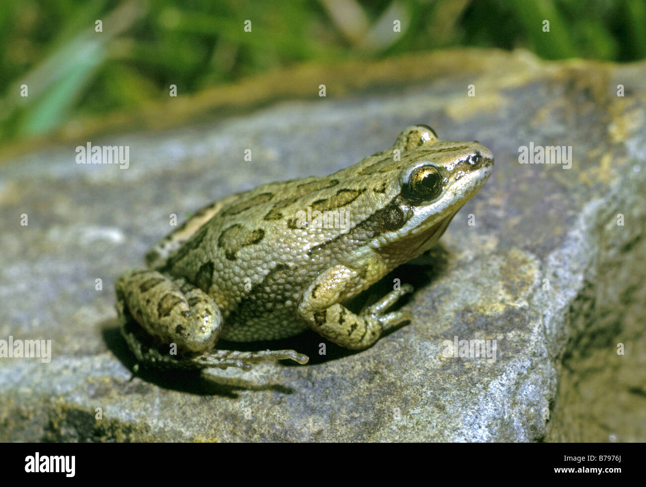 Gestreifter chorusfrosch -Fotos und -Bildmaterial in hoher Auflösung – Alamy