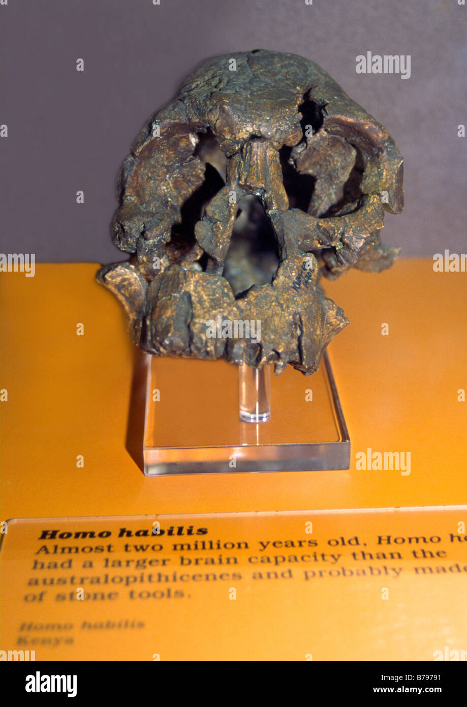 Schädel von Homo habilis Stockfoto