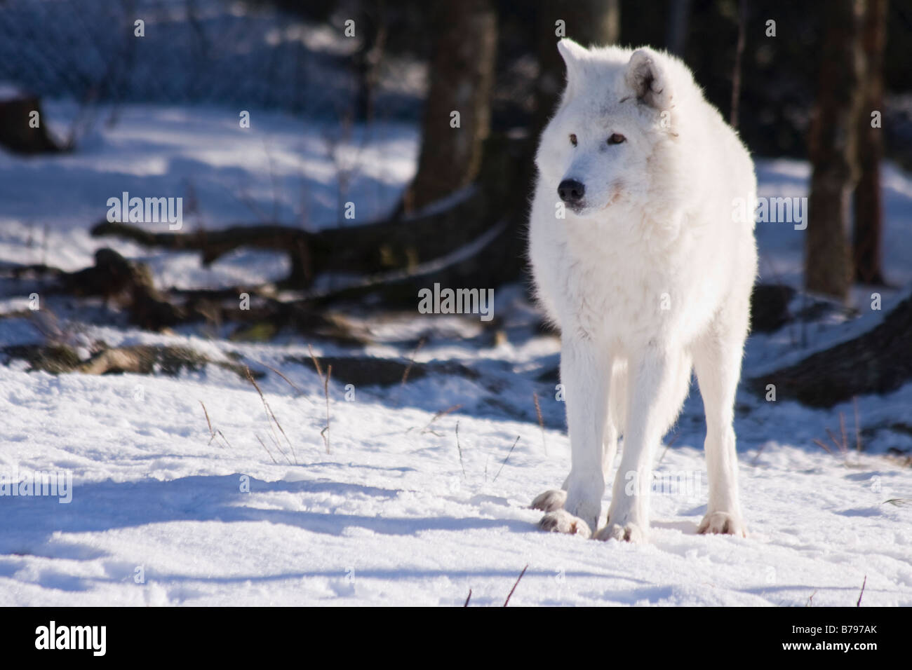 Arctic Wolf (Vulpes lagopus) - Shubenacadie Wildlife Park, Nova Scotia, Kanada Stockfoto