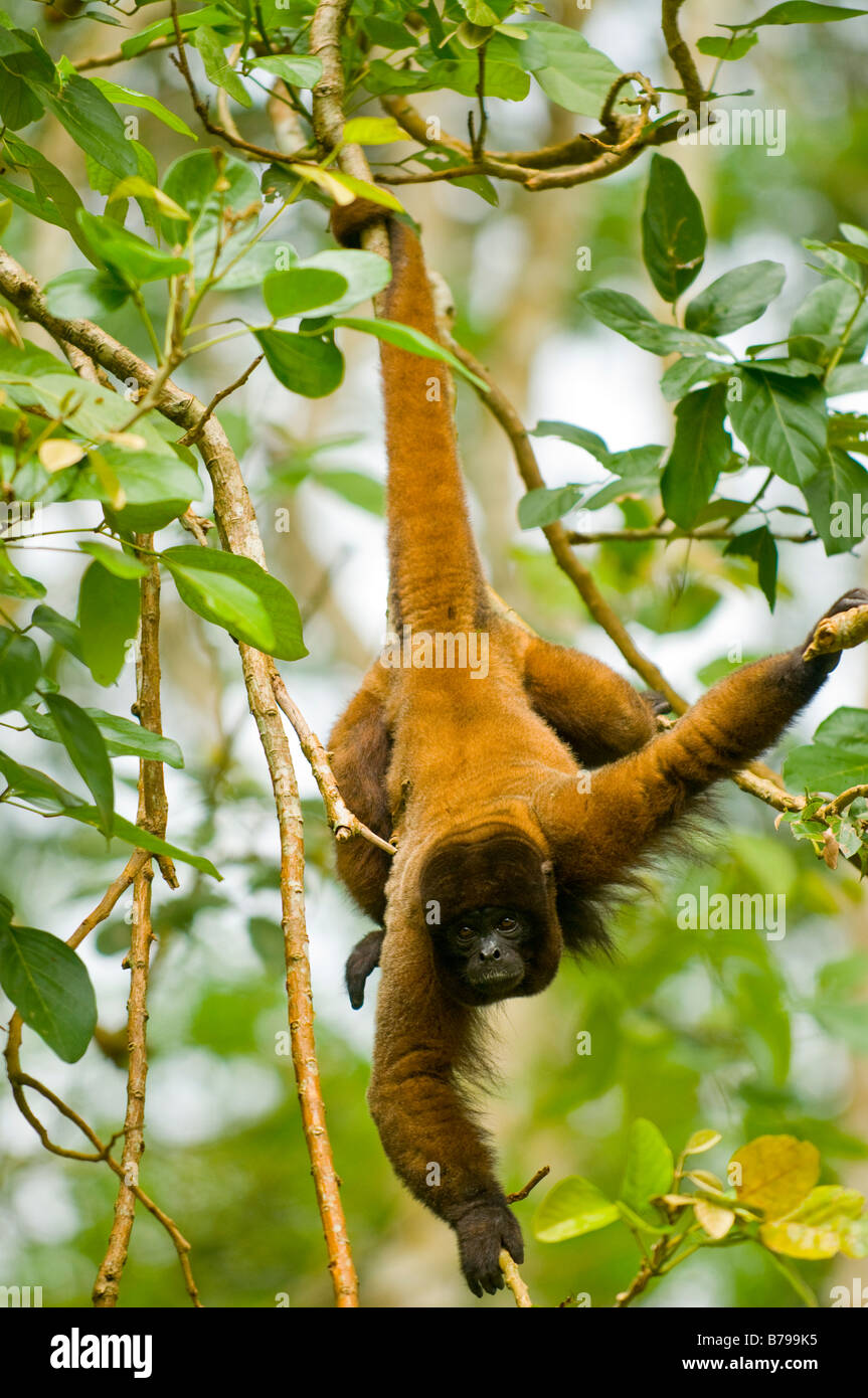 Poeppig ist wollig Affe (oder silbrig wollige Affen) Lagothrix Poeppigii Stockfoto