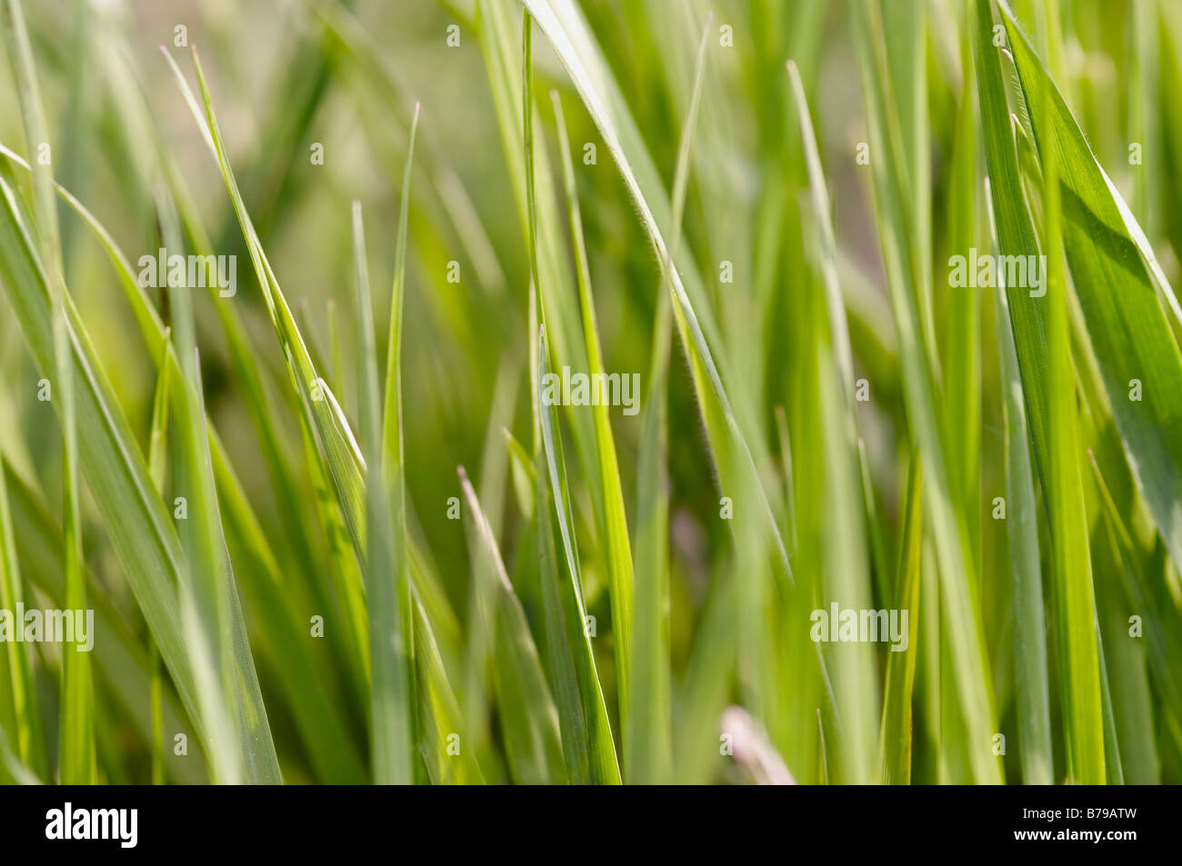 Abstrakte Schuss von Frühjahr Rasen - Nahaufnahme - Hintergrund Stockfoto