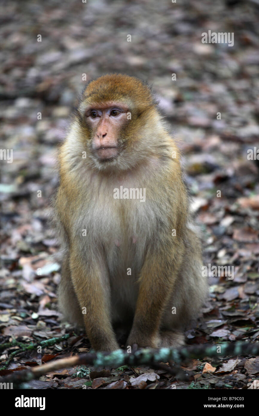 Wilde weibliche Barbary Affe, Marokko Stockfoto