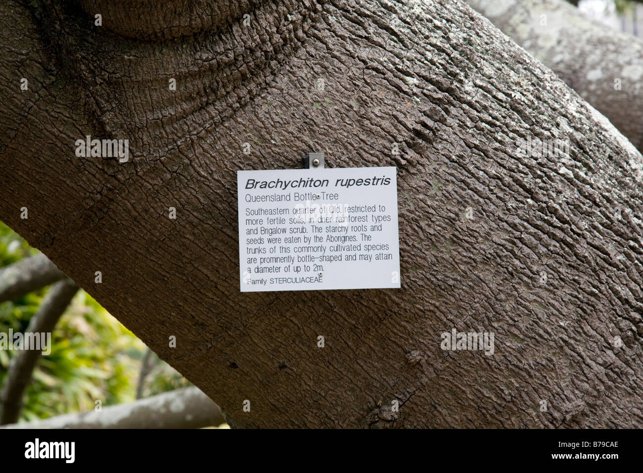 Brachychiton Rupestris anmelden Baum des gleichnamigen, royal Botanic Gardens, Sydney, Australien Stockfoto