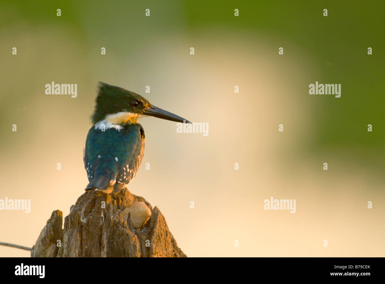 Grün Kingfisher Chloroceryle americana Stockfoto