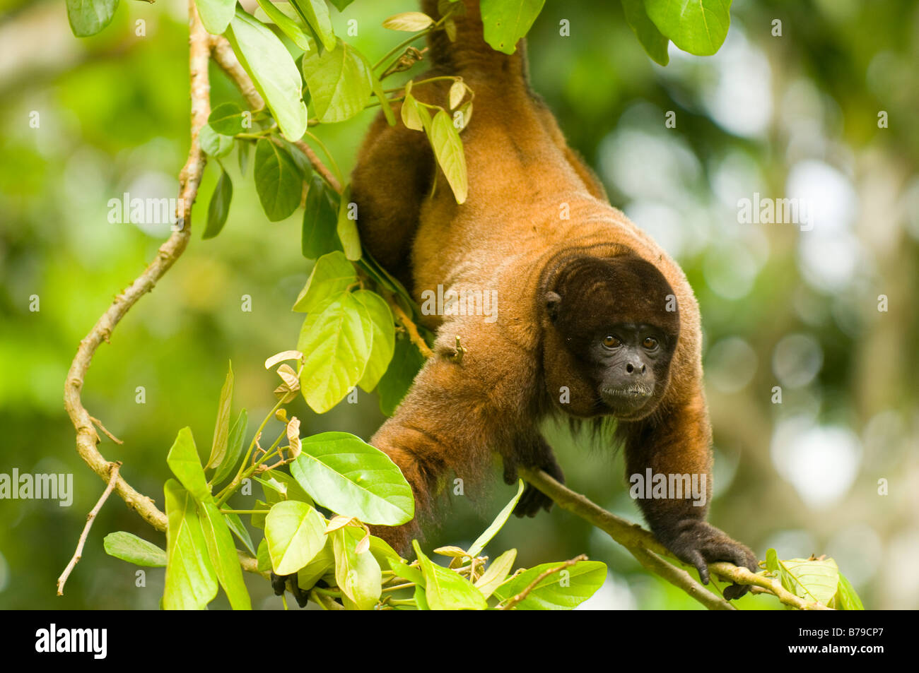 Poeppig ist wollig Affe (oder silbrig wollige Affen) Lagothrix Poeppigii Stockfoto